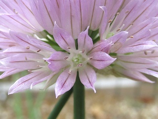 Allium_schoenoprasum01.jpg