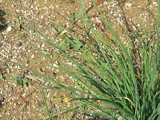 Allium_schoenoprasum04.jpg