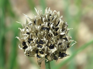 Allium_schoenoprasum05.jpg