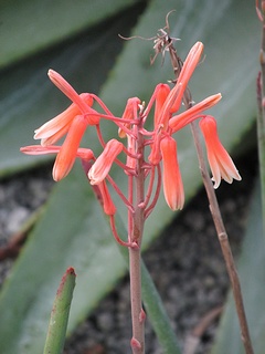 Aloe_parallelifolia02.jpg