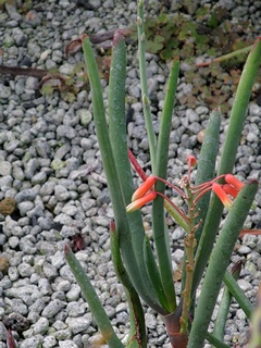 Aloe_parallelifolia04.jpg