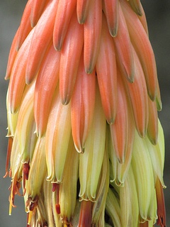 Aloe_somaliensis01.jpg