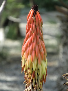 Aloe_somaliensis02.jpg