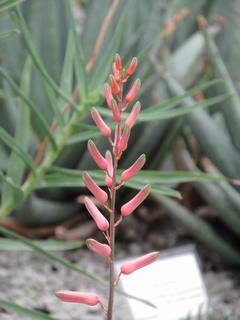 Aloe_somaliensis02.jpg