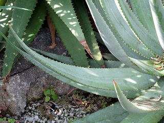 Aloe_somaliensis04.jpg