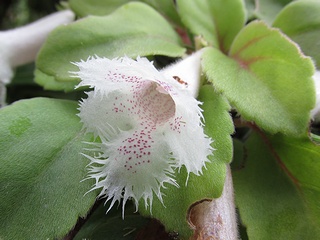 Alsobia_dianthiflora02.jpg