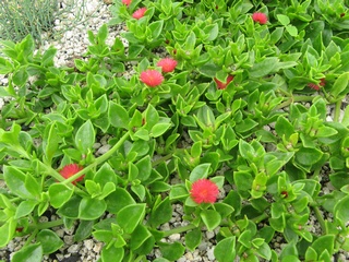 Aptenia_cordifolia02.jpg