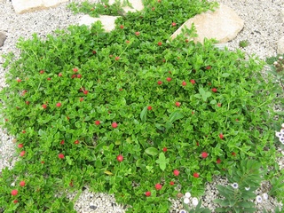 Aptenia_cordifolia03.jpg