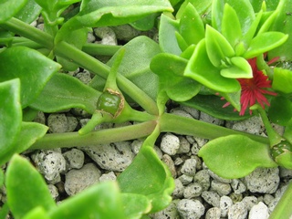 Aptenia_cordifolia04.jpg