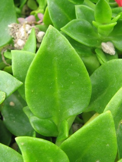 Aptenia_cordifolia05.jpg