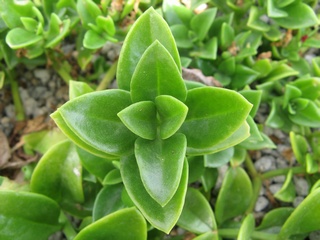 Aptenia_cordifolia06.jpg