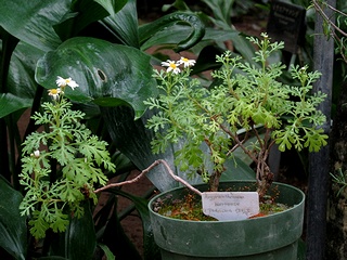 Argyranthemum_hierrense02.jpg