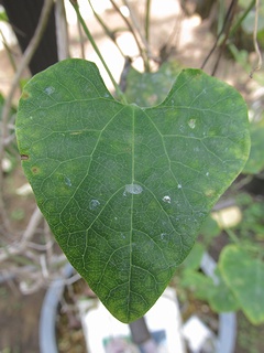 Aristolochia_elegans04.jpg