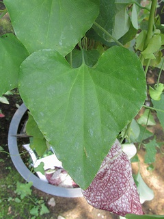 Aristolochia_gigantea05.jpg