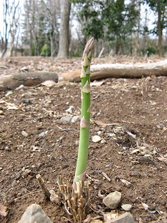 Asparagus_officinalis05.jpg