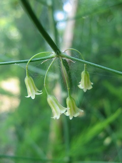 Asparagus_officinalis13.jpg