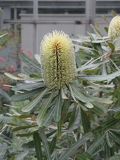 Banksia_aemula04.jpg