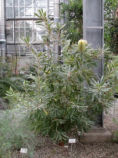 Banksia_aemula07.jpg