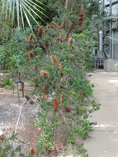 Banksia_ericifolia01.jpg