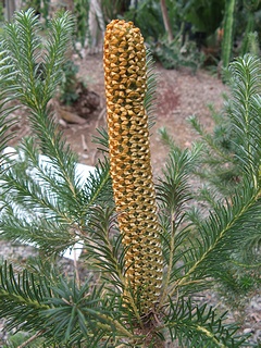 Banksia_ericifolia02.jpg