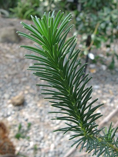 Banksia_ericifolia06.jpg