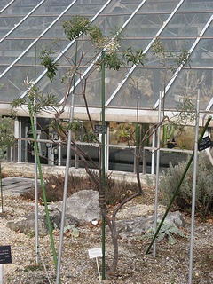 Banksia_spinulosa02.jpg