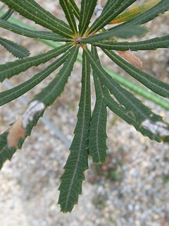 Banksia_spinulosa03.jpg