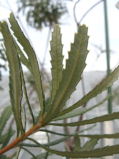 Banksia_spinulosa04.jpg