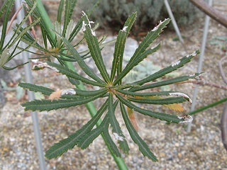 Banksia_spinulosa05.jpg