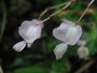 Begonia_Crestabruchii02.jpg