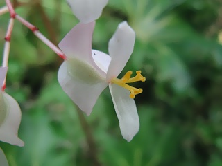 Begonia_Crestabruchii08.jpg
