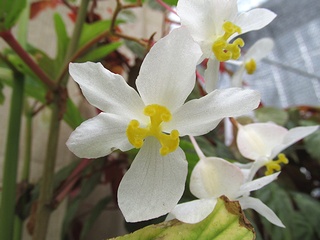 Begonia_aconitifolia02.jpg