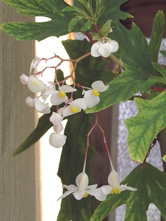 Begonia_aconitifolia04.jpg