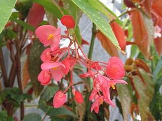 Begonia_albopicta_rosea02.jpg