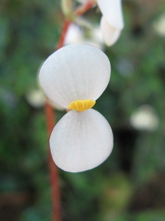 Begonia_bowerae_nigramarga01.jpg