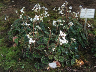 Begonia_bowerae_nigramarga02.jpg
