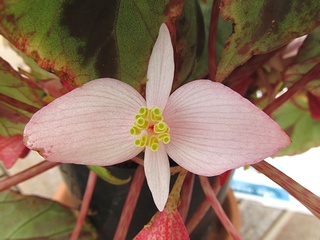 Begonia_burkillii01.jpg
