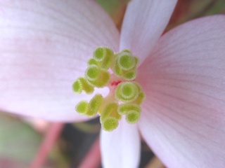 Begonia_burkillii02.jpg