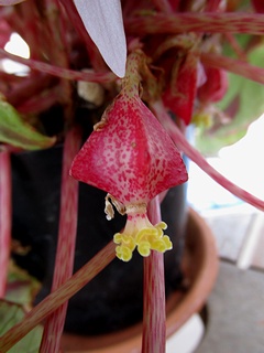 Begonia_burkillii05.jpg