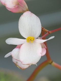 Begonia_chloroneura01.jpg