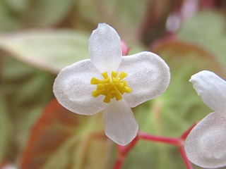 Begonia_dietrichiana01.jpg