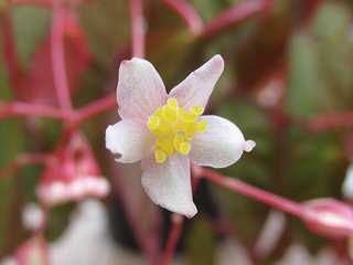 Begonia_dietrichiana02.jpg