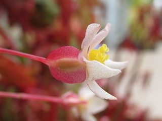 Begonia_dietrichiana03.jpg