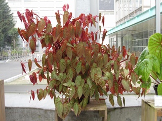 Begonia_dietrichiana04.jpg