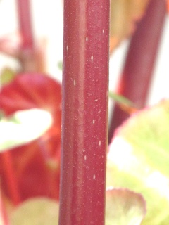 Begonia_dietrichiana05.jpg