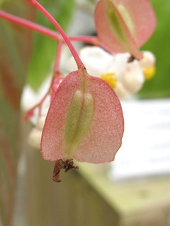 Begonia_dietrichiana08.jpg