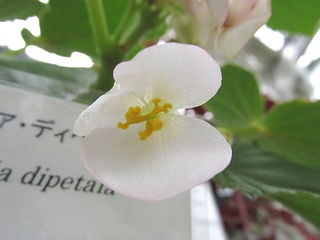 Begonia_dipetala02.jpg