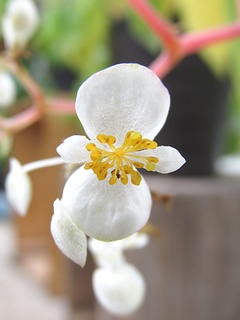 Begonia_foliosa_amplifolia01.jpg