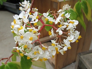 Begonia_foliosa_amplifolia02.jpg