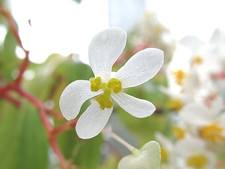 Begonia_foliosa_amplifolia03.jpg